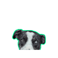 pamperedpetinn doggy daycare doggie daycare pet hotel pet groomer Sticker