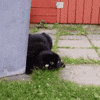 cat ninja GIF
