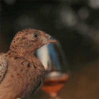 jstavek rose jstavek vinojstavek stavek GIF