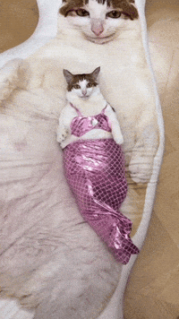 Silly Cat Baobao GIF