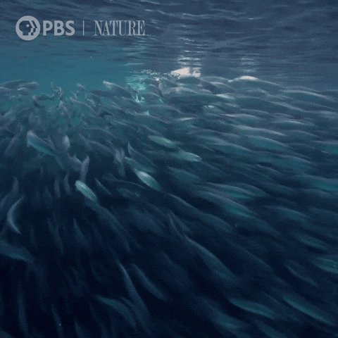 Pbs Nature Whale GIF by Nature on PBS