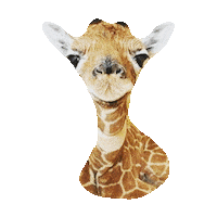giraffe STICKER by imoji