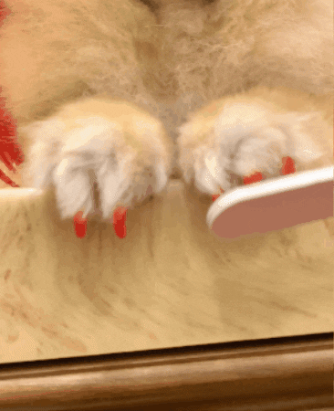 shitzu de peruca vermelha, esmalte vermelho e alguém lixando as unhas dele.