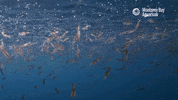 ocean squid GIF by Monterey Bay Aquarium