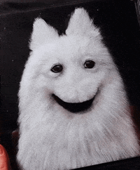 Dog No GIF