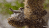 America Birds GIF by Nat Geo Wild