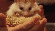 show ball GIF by VICE Media Spain