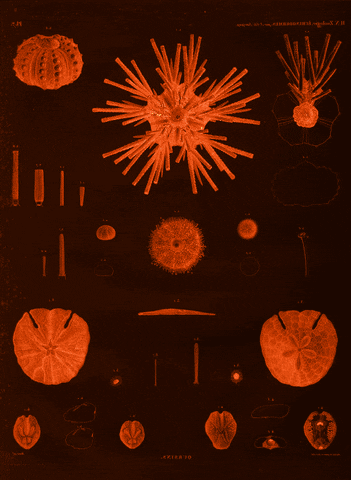 GIF by A.M.T.G. G.G.
