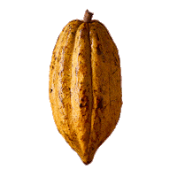 Ghana Cacao Sticker by Ritter Sport Italia