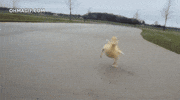 excited camera GIF