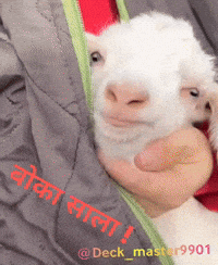 Screaming Goats GIF