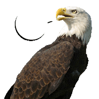 georgia southern freedom Sticker by Georgia Southern University - Auxiliary Services