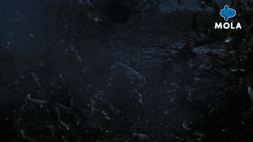 War Movie GIF by MolaTV