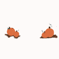jackiitorres fall pumpkin november GIF