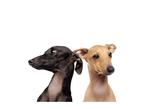 Pets Sticker by Pipidry
