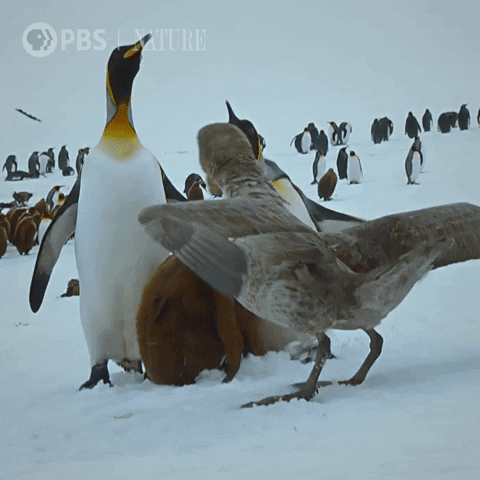 Pbs Nature Penguin GIF by Nature on PBS