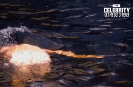 white whale imacelebau GIF by I'm A Celebrity... Get Me Out Of Here! Australia