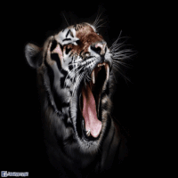 loop distort GIF by Psyklon