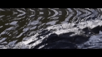 new orleans louisiana GIF