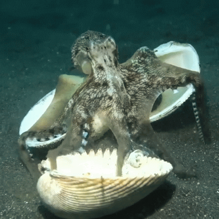 octopus coconut GIF