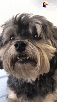 Dog GIF by The Dodo