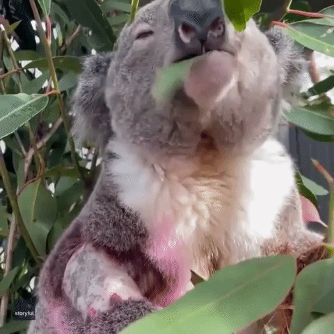 Koala Recovers