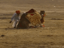 Video gif. A man smacks a lazy camel on its hindquarters repeatedly, urging it to stand up. The camel reluctantly stands, then kicks the man with his hind leg, knocking the man to the ground. 