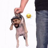 Ipl Kkr GIF