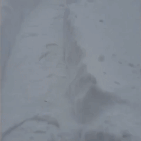 'I'm Gonna Go Rest': Man Shovels Path Through Chest-High Snow in Saskatoon