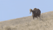 Look Out Hey Now GIF by U.S. Fish and Wildlife Service
