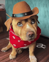 Dog Cowboy GIF by Respective