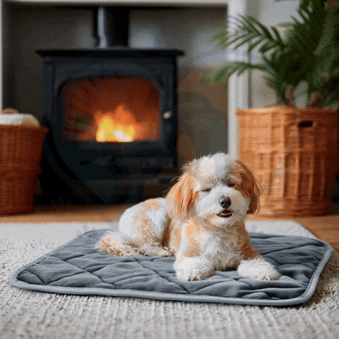 GIF chien cosythermo
