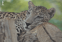 Sleepy Close Your Eyes GIF by Al Ain Zoo
