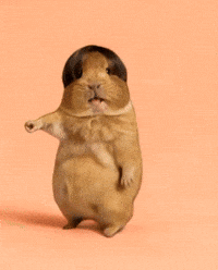 Happy Guinea Pig GIF
