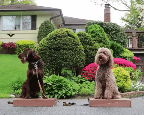 Shuffle Place GIF by Clever Canine Dog Training