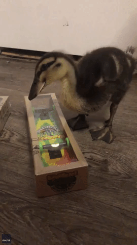 Duck Learns to Ride Skateboard at Georgia Home
