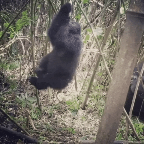 gokayuyan13 giphyupload GIF