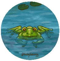 Frog Swimming Sticker