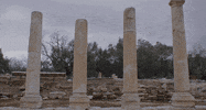 Stray Dog Love GIF by Magnolia Pictures