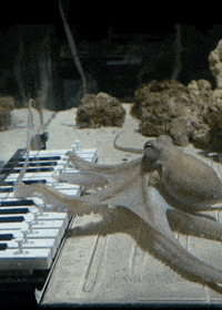 Piano Genius GIF by the innernette