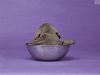 Dog Deal With It GIF