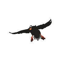 Surfscoter Sticker by RAVENTrust