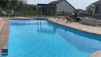 Too Late for Olympic Trials, But Doggy Daycare 'Diving Competition' Looks Like Fun
