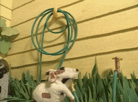 Hose