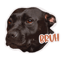 Best Friend Yes Sticker