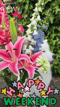 Happy Weekend GIF