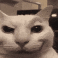 Cat Tongue GIF