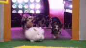 Bunny Pig GIF by Puppy Bowl