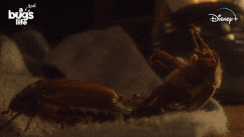 National Geographic Bug GIF by Nat Geo Wild