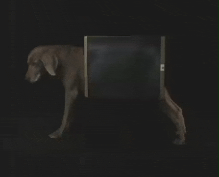 X-Ray Dog GIF by Jason Clarke